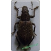 Brachyderes incanus (Linnaeus, 1758) Choinek szary